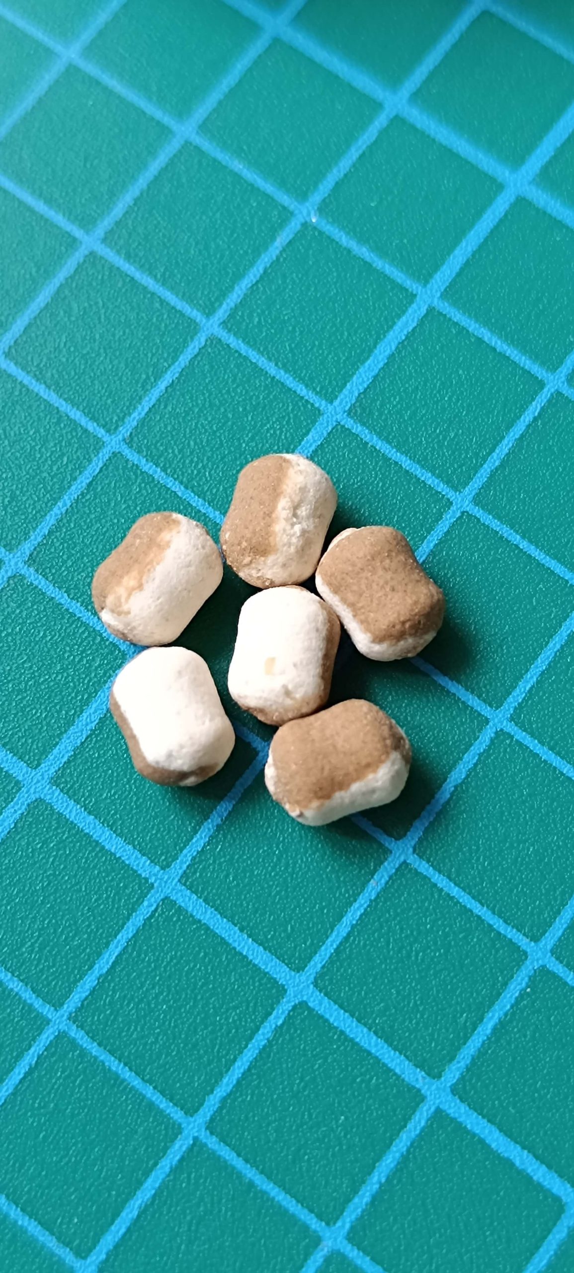 Aquastic Aqua - Vajsav - Image 4